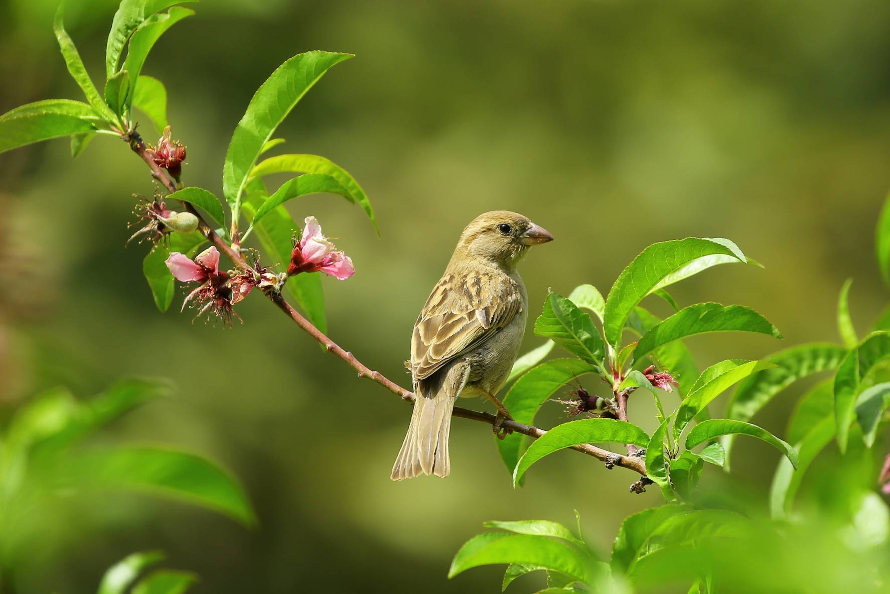 Kleingartenverein Vogelgesang Magdeburg Startseite