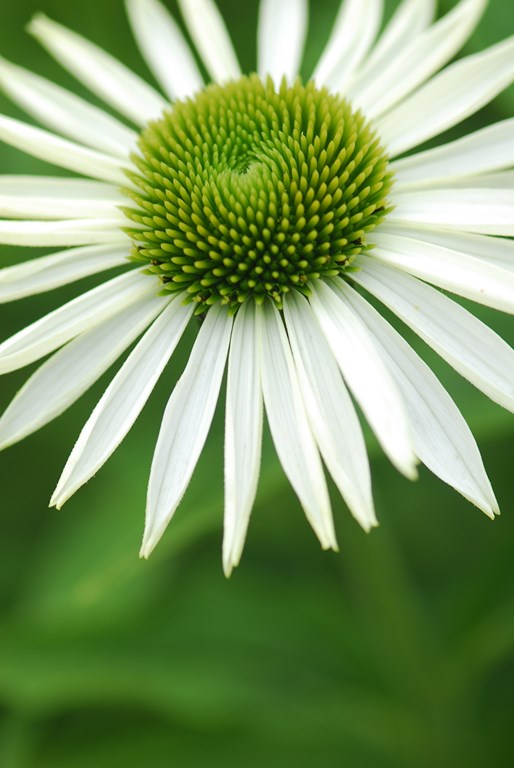 Weiße Sonnenhut-Blüte
