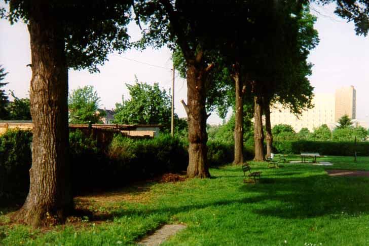 Grünfläche mit alten Bäumen